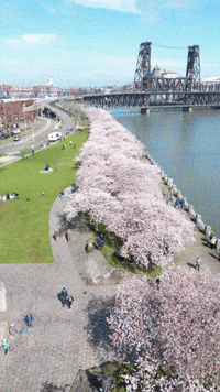 Cherry Blossom Oregon GIF by EDGARDUDE