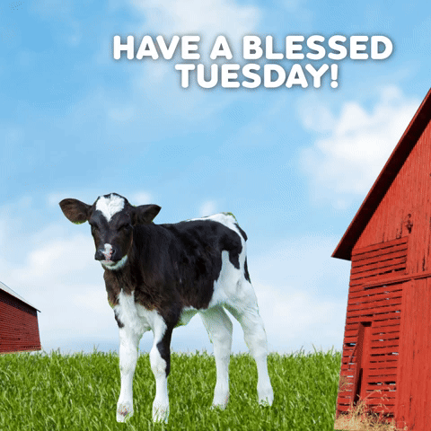 Have A Blessed Tuesday!