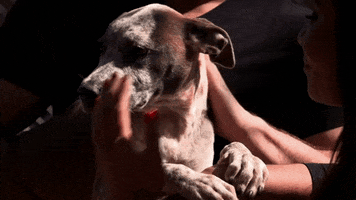 HallmarkChannel dog dogs puppy country music GIF