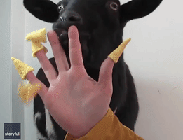 Goat Demolishes Chips