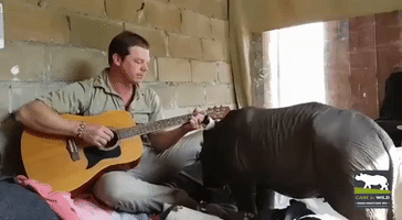 Baby Rhino Serenaded to Sleep by Sounds of Carer's Guitar