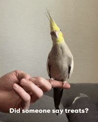 Fly Away Treats GIF