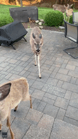 Deer Shows Off Tiny Fawn to Human Friend