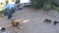 Bear Cools Off With Quick Dip in Pond at New Mexico Home