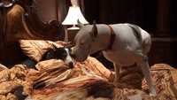 Sleepy Great Danes Take Over King-Size Bed