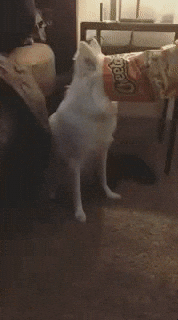 dog bag GIF