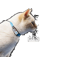 Cats Sticker by TengoQR