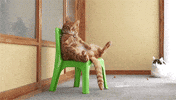 cat sitting GIF