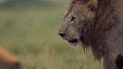 big cat no GIF by BBC Earth