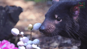 Animals at Australian Zoo Get Early Easter Treats