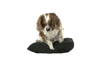 Tired Dog Sticker by namslam