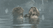 japanese macaque life GIF by Head Like an Orange
