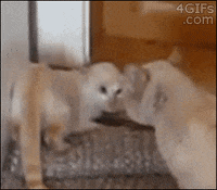 upside down cat GIF