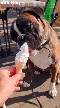 Boxer Pup Enjoys Ice Cream Cone GIF by ViralHog