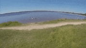 topshelf records prawn GIF