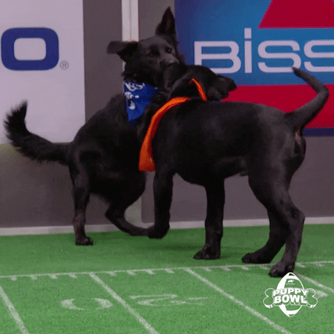 GIF by Puppy Bowl