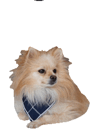 Cool Dog Sunglasses Sticker