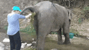 poo satisfying GIF