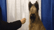 dog GIF by Westminster Kennel Club