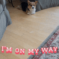 Corgi Milo GIF