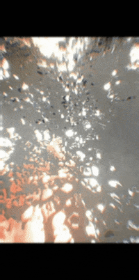 Anti_Parallali parrot cockatiel funny cockatiel parrot holding paper GIF