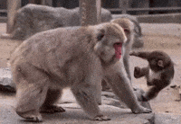 Drop Kick Kicking GIF