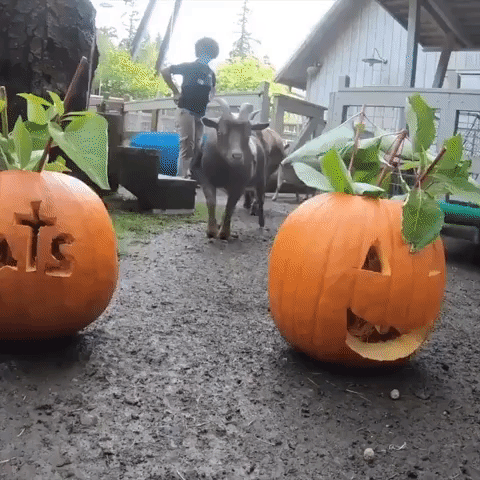 Greedy Goats Have a 'Gourd' Time With Pumpkins at Oregon Zoo