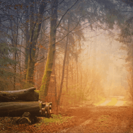 Lest We Forget Victory GIF by TeaCosyFolk