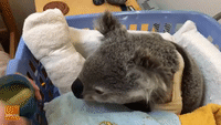 Cute Koala Devours Leaf 'Sludge' While Recovering From Fractured Jaw