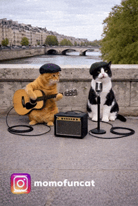 Singing Cat GIF