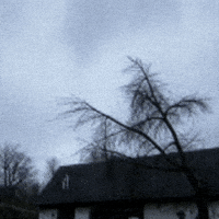 Chicken On Tree GIF
