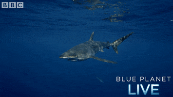 bbc one blue planet 2 GIF by BBC