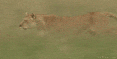 big cats lion GIF by Head Like an Orange