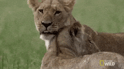Nat Geo Wild Bff GIF by Savage Kingdom