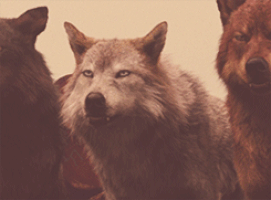 the wolfpack GIF