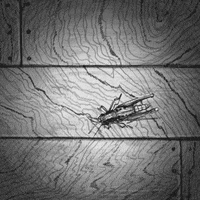 black and white art GIF by Miranda Javid