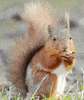 squirrel GIF