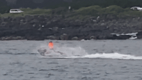 cuteanimalland giphyupload GIF