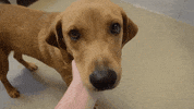 HallmarkChannel dog puppy dogs country music GIF