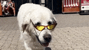 Rote Rosen Dog GIF by Studio Hamburg Serienwerft GmbH