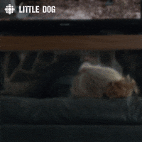 little dog what GIF by CBC