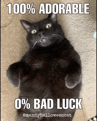 Black Cat Good Luck GIF