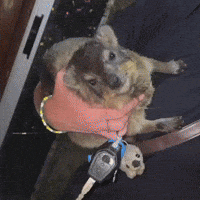 Rock Hyrax Eric GIF