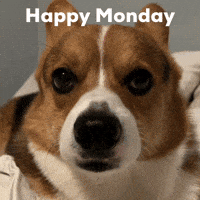 Dog Corgi GIF