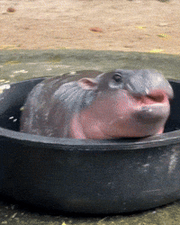 Baby Animals GIF