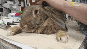 nat geo wild rabbit GIF by Dr. K's Exotic Animal ER