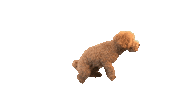 Mokiderpudel poodle moki toypoodle pudel Sticker