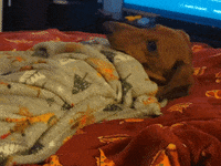 Tired Sausage Dog GIF