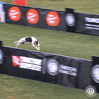 Dog Running GIF by American Kennel Club