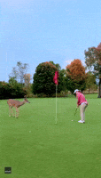 Curious Deer Watches Closely as Michigan Woman Sinks Golf Putt